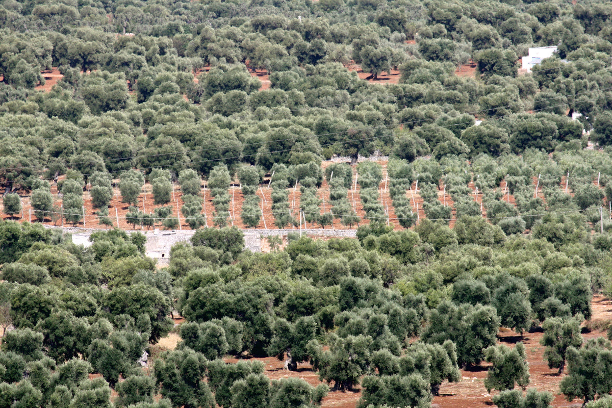 Ostuni — triptych-wide | Wikimedia Commons
