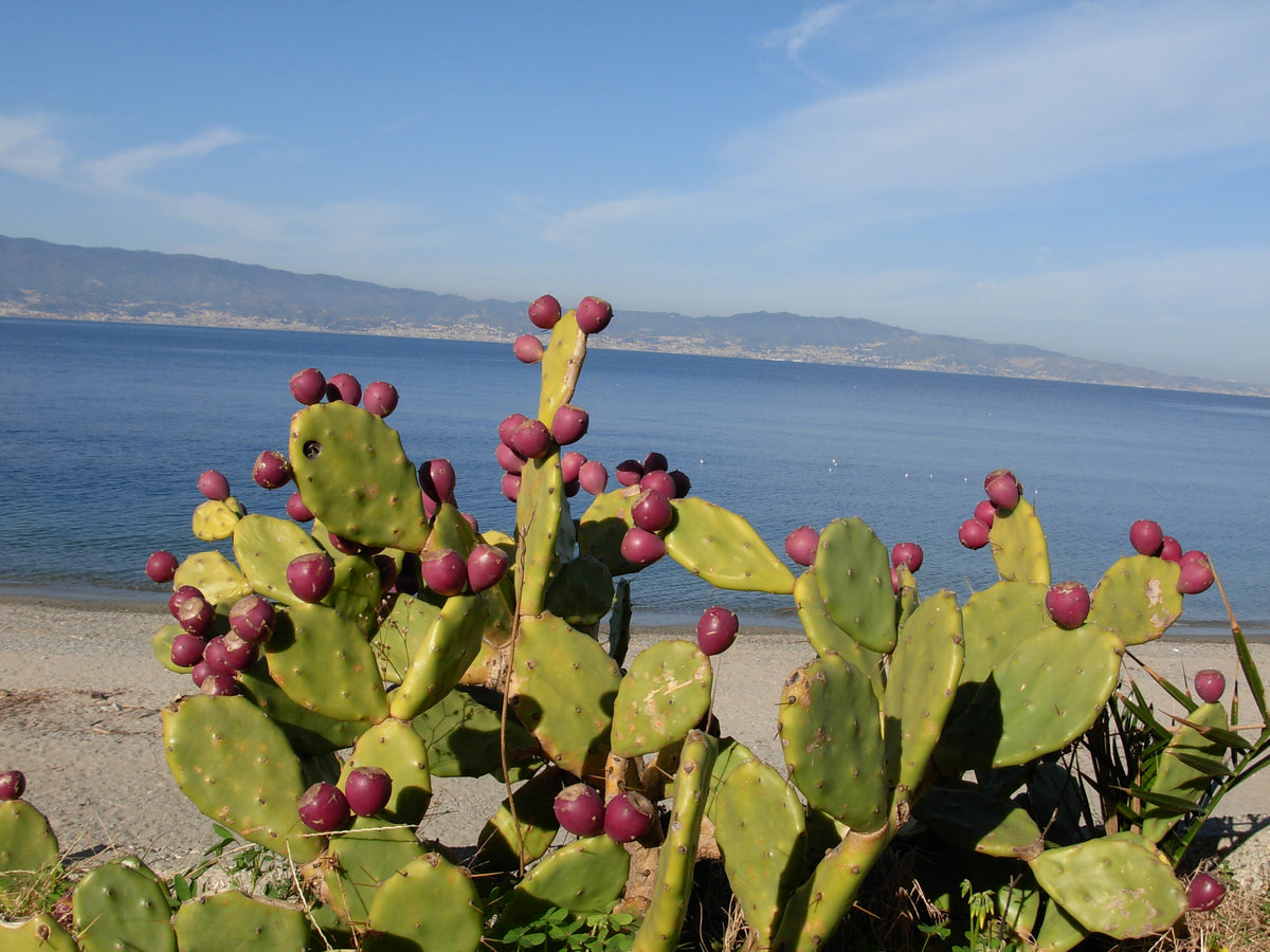 Reggio Calabria — story-01 | Wikimedia Commons