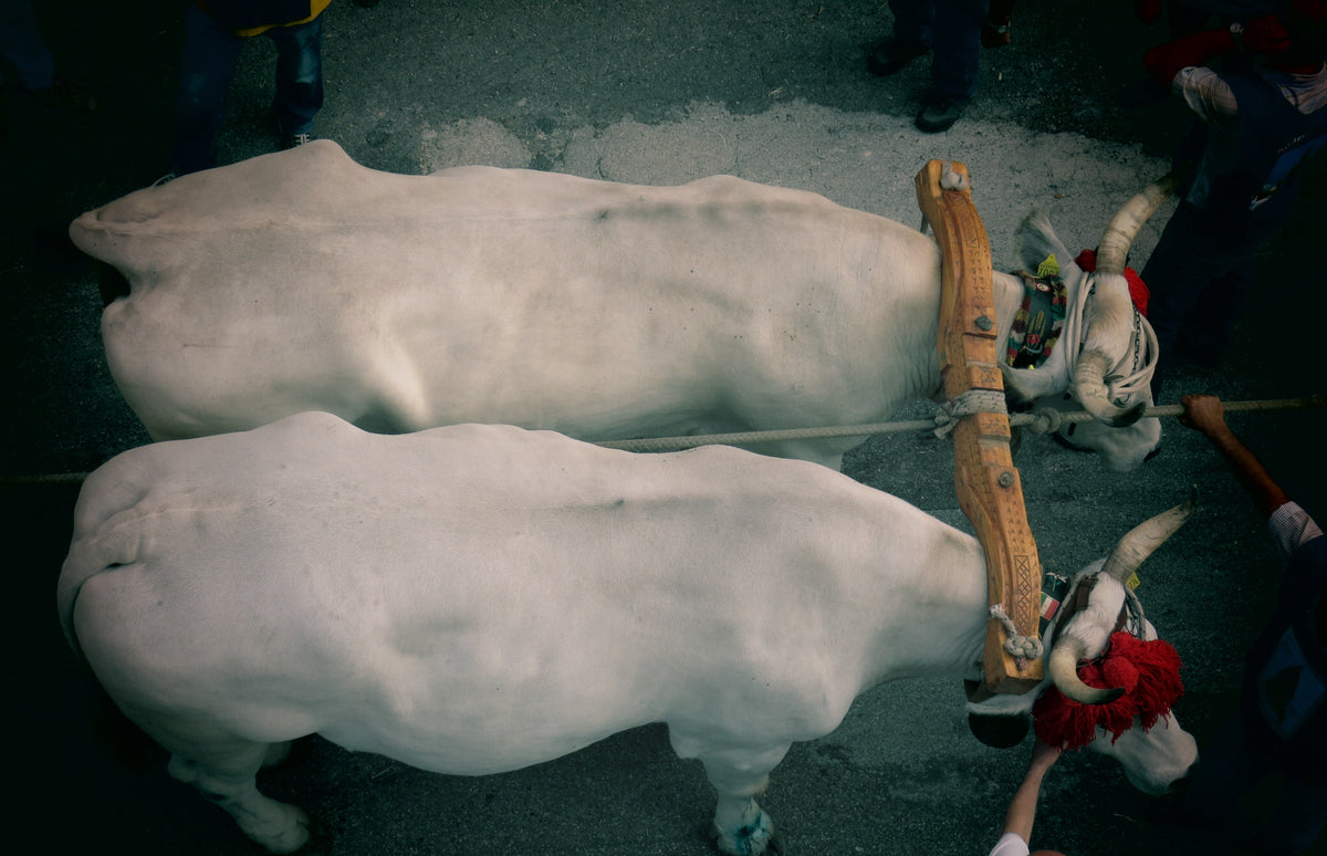 Mirabella Eclano — story-02 | Gianfranco Vitolo from Sarno (Sa), Italia