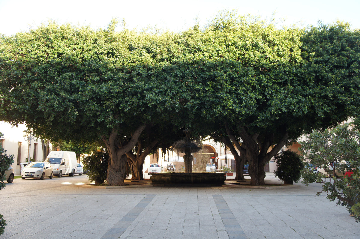 Trapani — story-01 | Wikimedia Commons